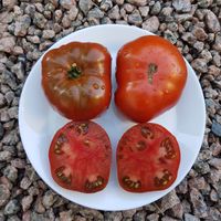 Dwarf Kookaburra Cackle